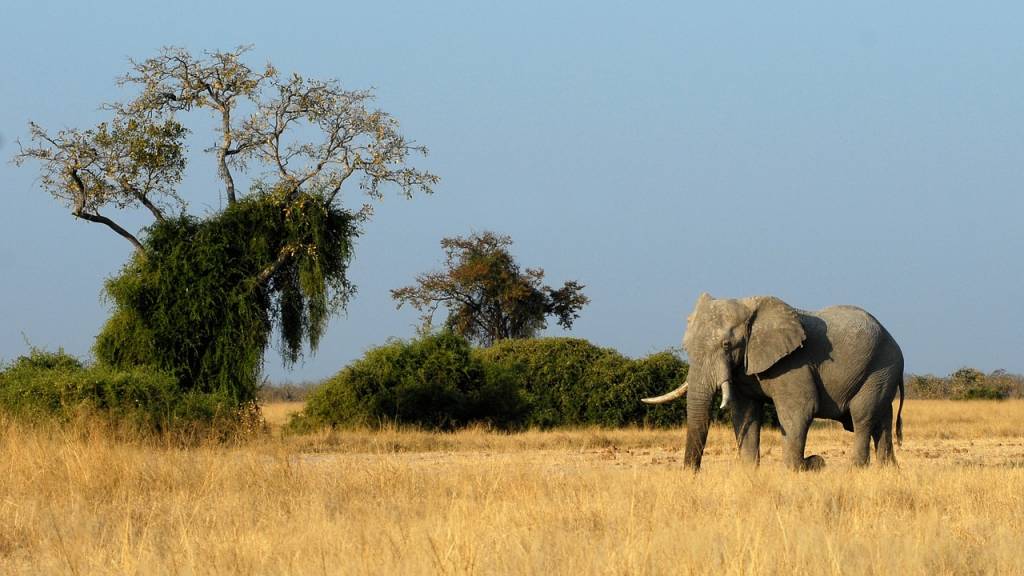 Les incontournables d’un voyage authentique au Botswana