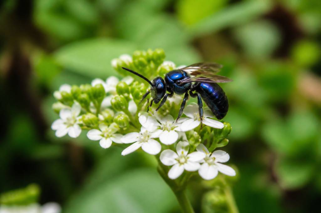 Abeilles bleues en Anjou : comprendre leur présence et leur rôle dans la biodiversité